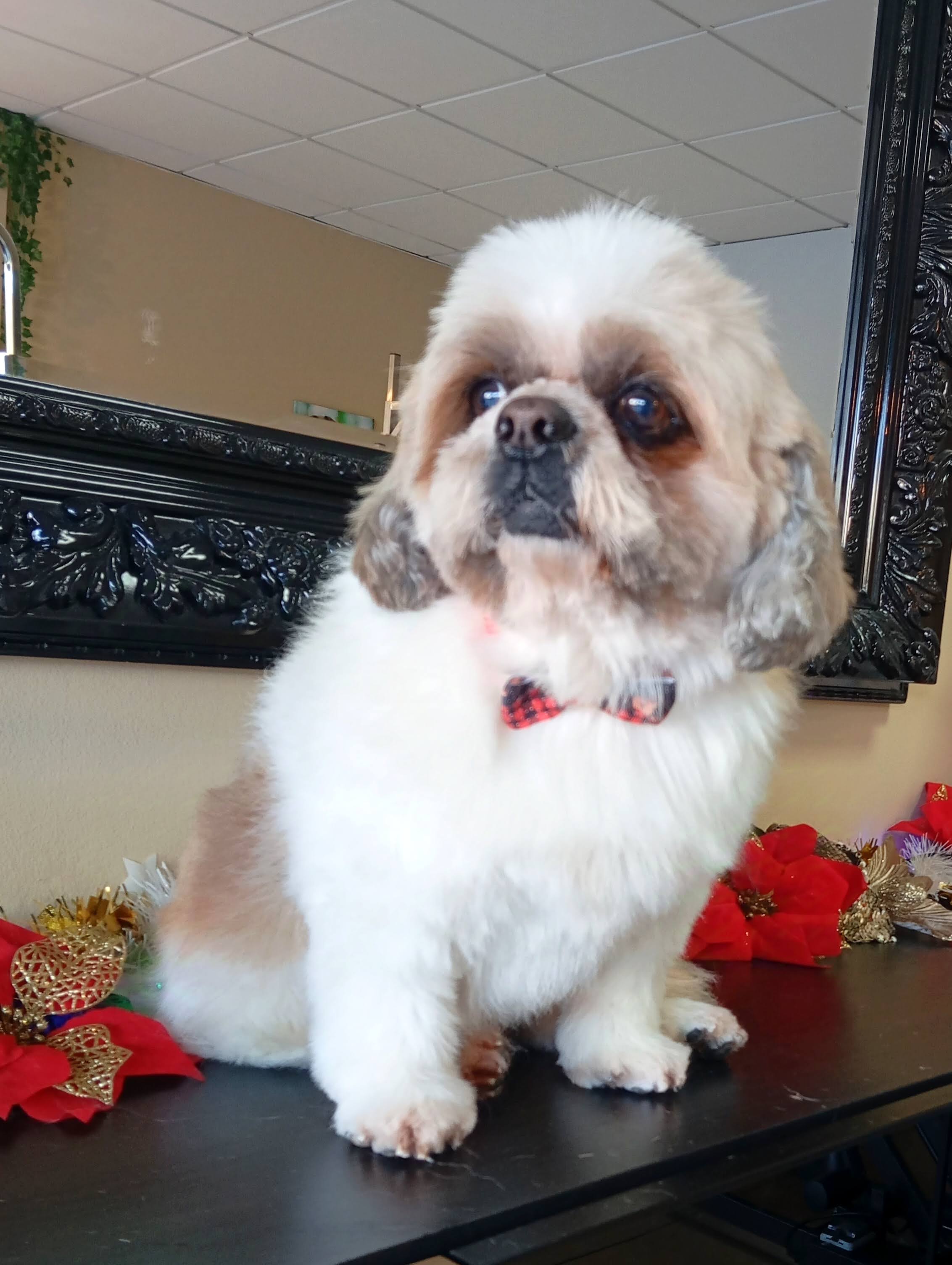 Banho e tosquia - Shih Tzu