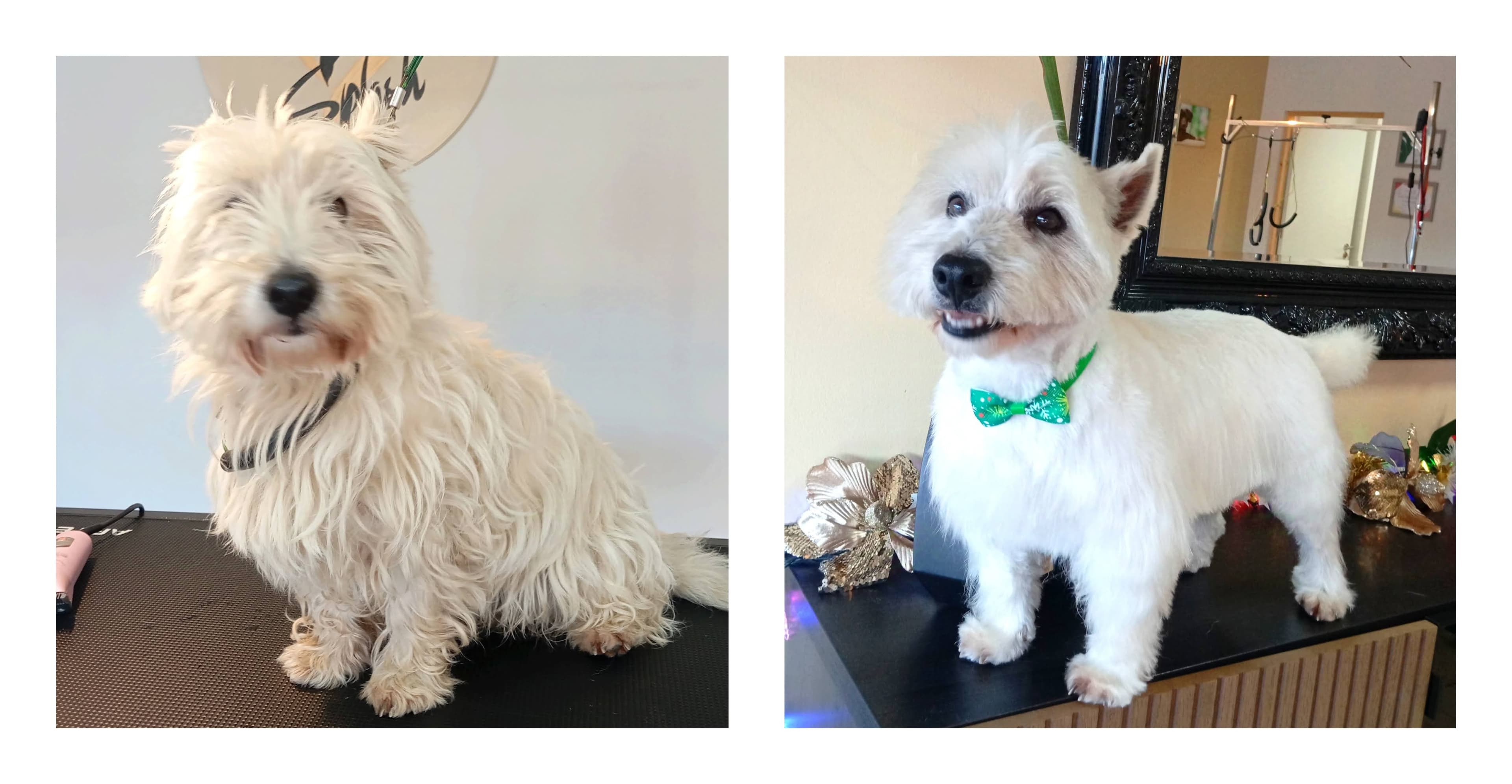 Banho e tosquia - West Highland White Terrier
