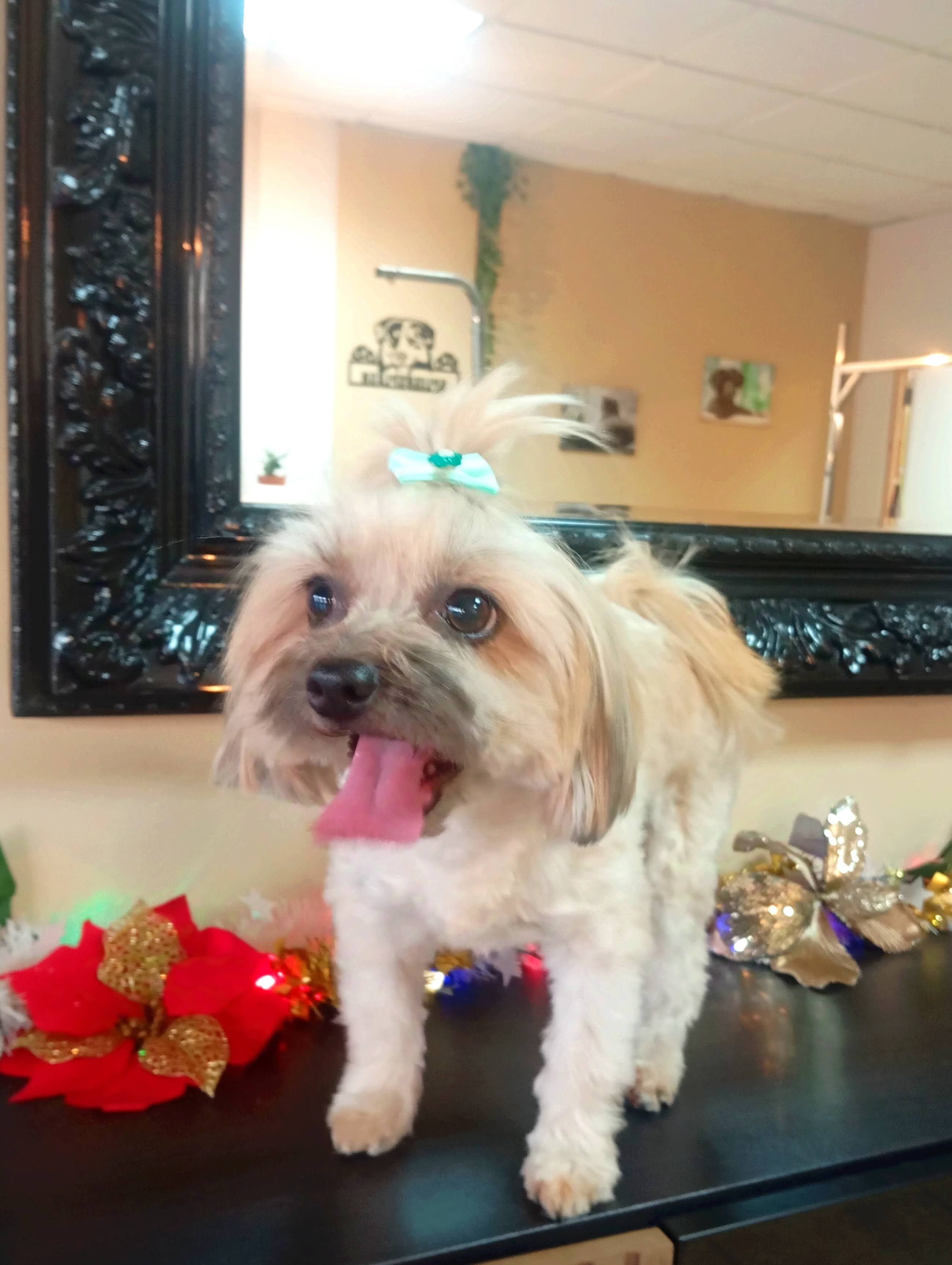 Banho e tosquia - raça pequena