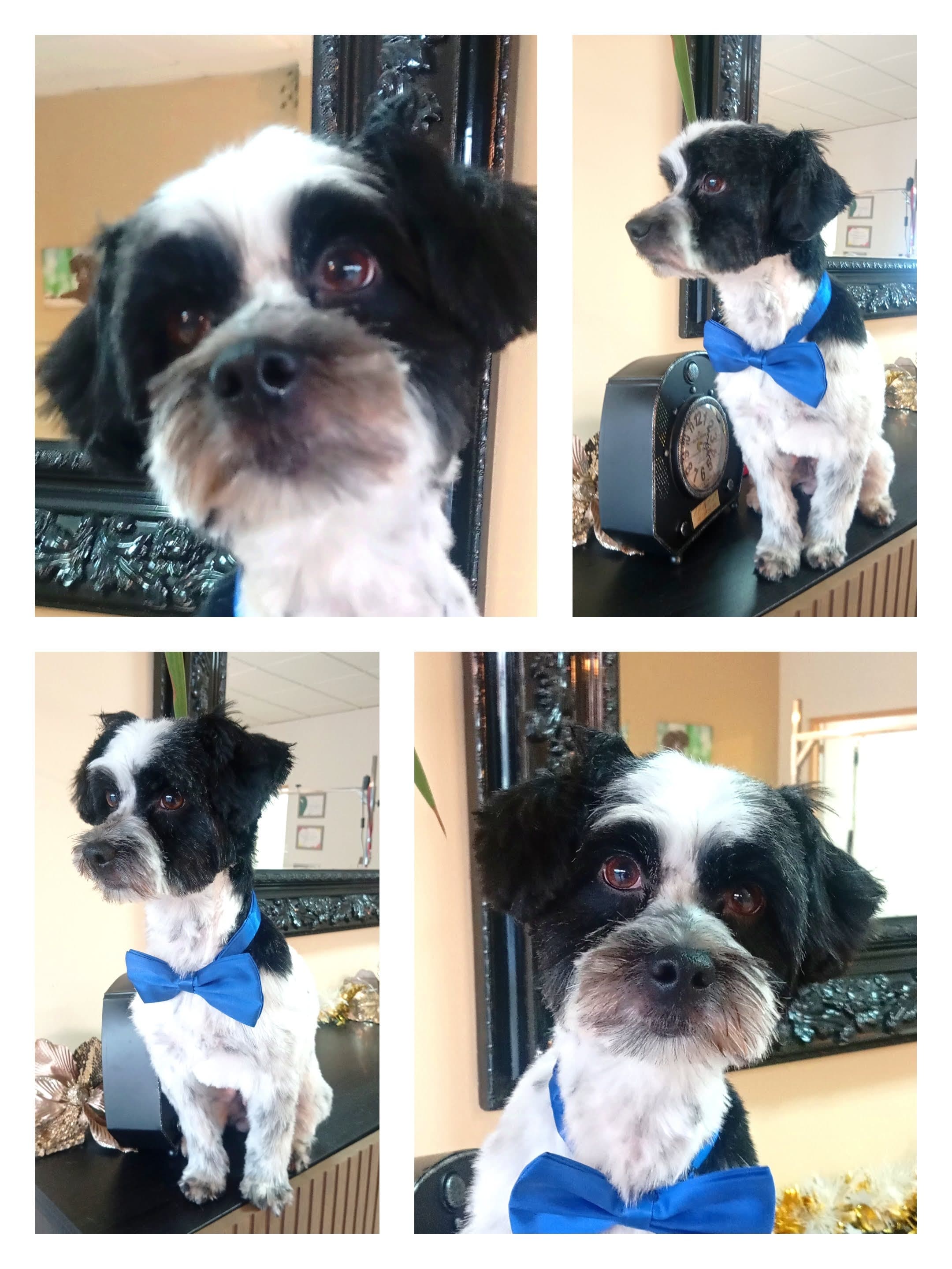 Banho e tosquia - raça pequena