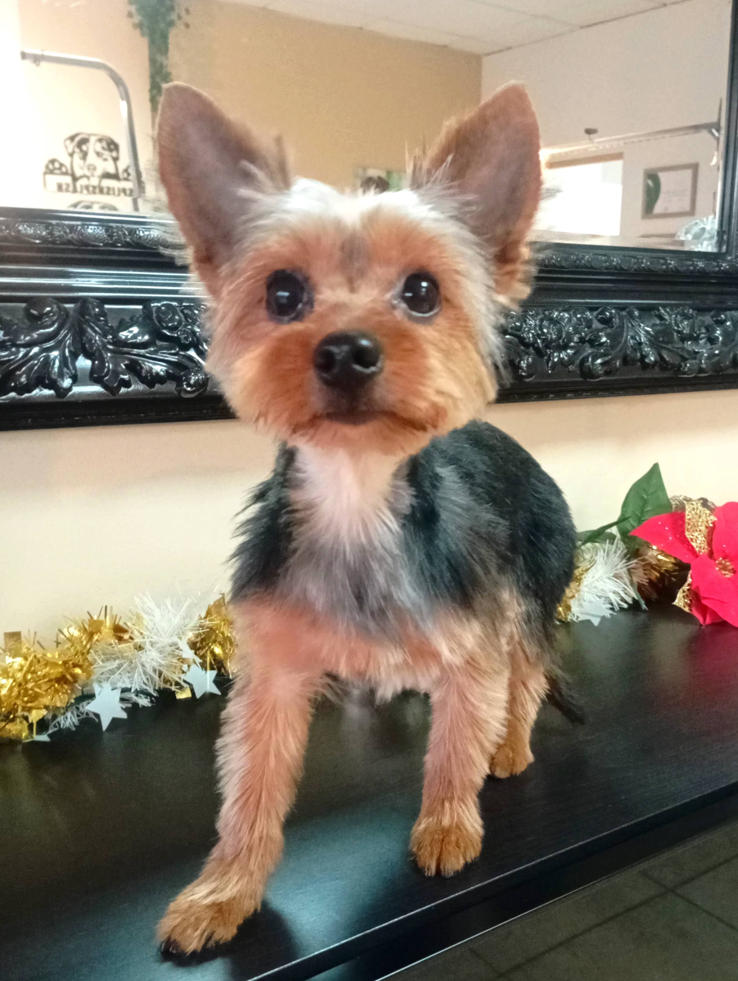 Banho e tosquia - Yorkshire Terrier