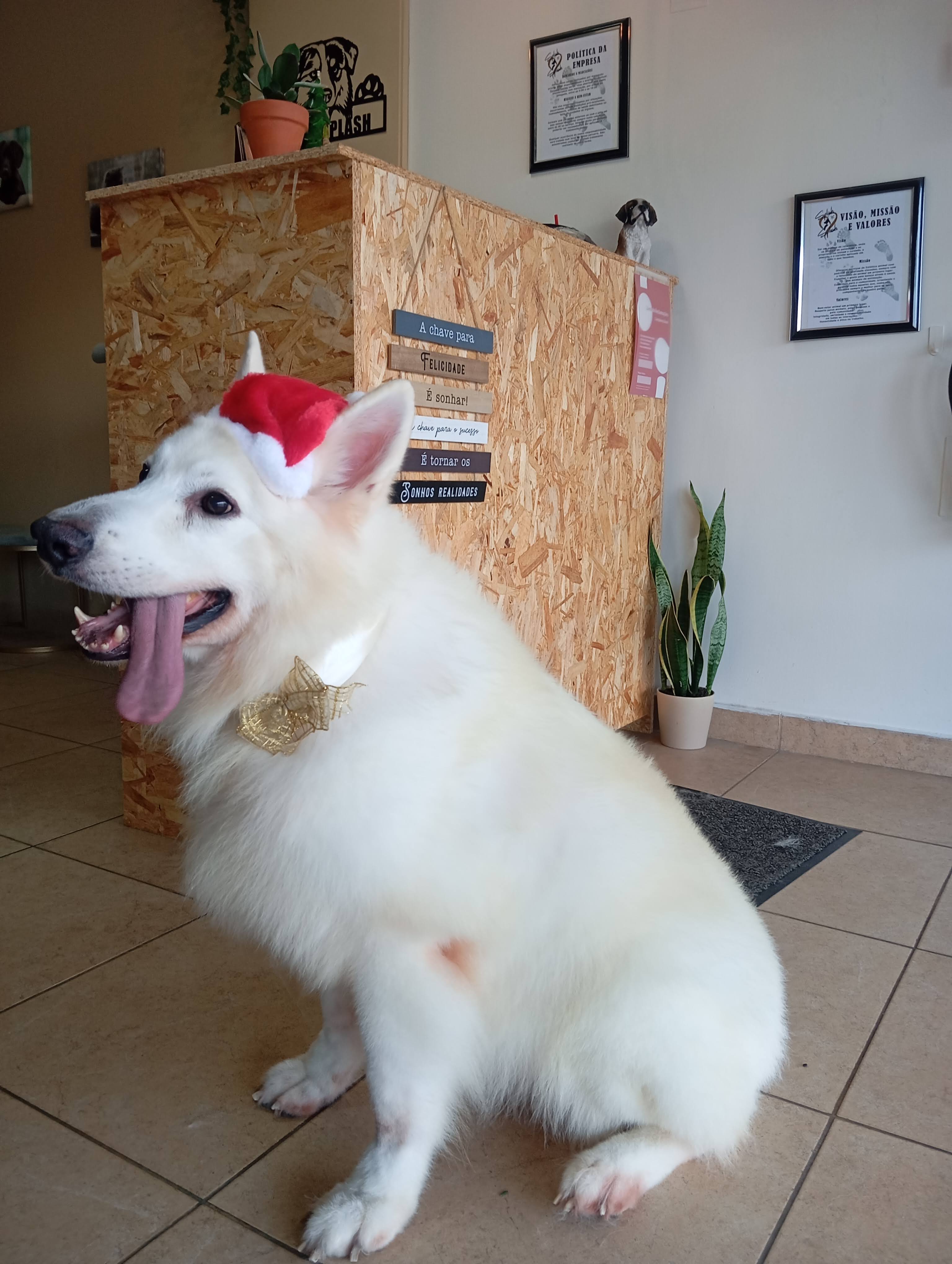 Raça grande - banho de Pastor Branco Suíço